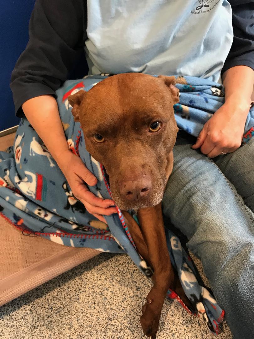 Animal Rescue Foundation of Bartlesville ARF Dogs